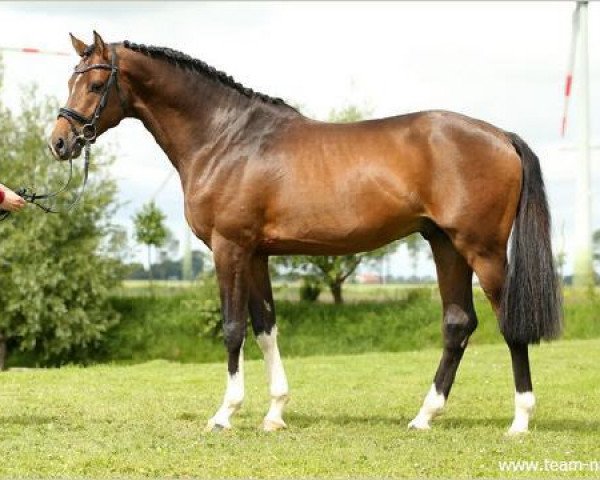 stallion Bg Quadrossini (Holsteiner, 2012, from Quadros 3)