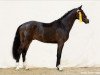 stallion Necofino (Holsteiner, 2012, from Nerrado)