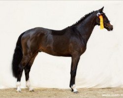 stallion Necofino (Holsteiner, 2012, from Nerrado)