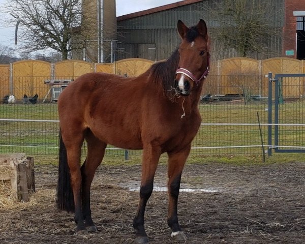 Pferd Comtesse (Hannoveraner, 2009)