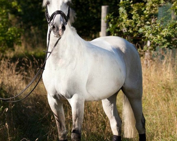 dressage horse Bayram L (Shagya Arabian, 1998, from Bazar ShA)