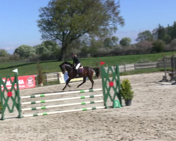 Reitturnier Schülp / Rendsburg 2019