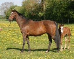 broodmare Belle Little (Selle Français, 1989, from Quidam de Revel)