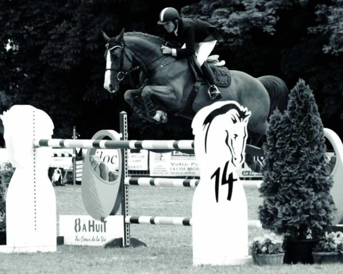 stallion Harlay l'Echenau (Selle Français, 1995, from Rivage Du Poncel)