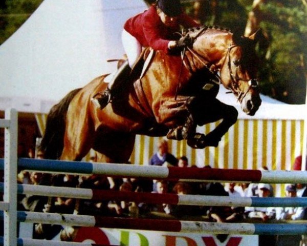 stallion Adadgio du Hil (Selle Français, 1988, from Kayack)