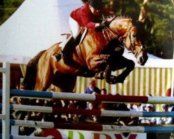 stallion Adadgio du Hil (Selle Français, 1988, from Kayack)