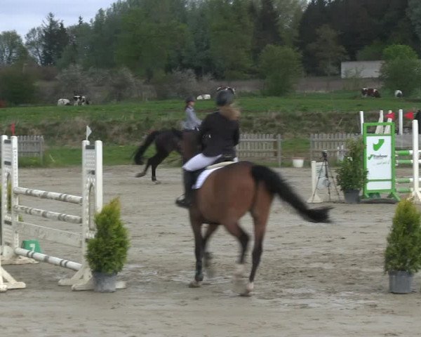 Reitturnier Schülp / Rendsburg 2019
