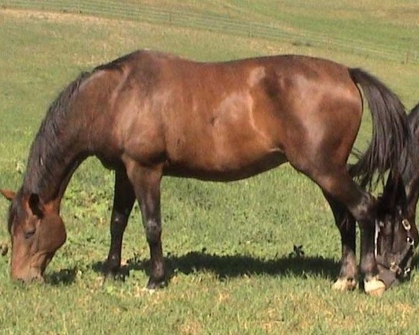 horse Free of Tax (Selle Français, 1993, from Narcos II)