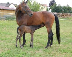 broodmare Royaldikstute, tragend von Daily Deal (Bavarian, 2004, from Royaldik)