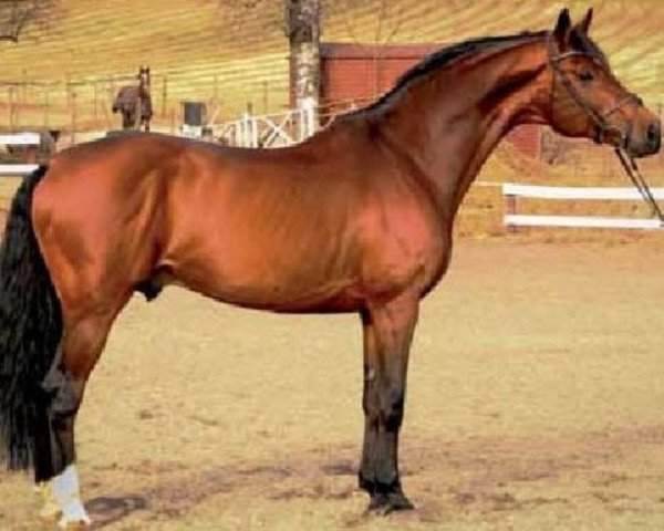 stallion Tobajo Picez (Dutch Warmblood, 2001, from Cortez I)