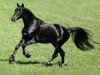 stallion Quality Bois Margot (Selle Français, 2004, from L'Arc de Triomphe)