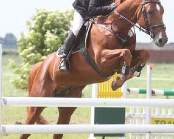 Deckhengst Aloubert Grannus (Belgisches Warmblut, 2000, von Baloubet du Rouet)