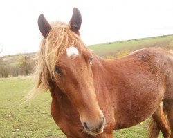 Springpferd Gangster (Deutsches Reitpony, 2011, von Glenn Alme)