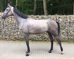 Springpferd Feeling-A.D. (Belgium Sporthorse, 2011, von Tonton van Sint-Maarten)