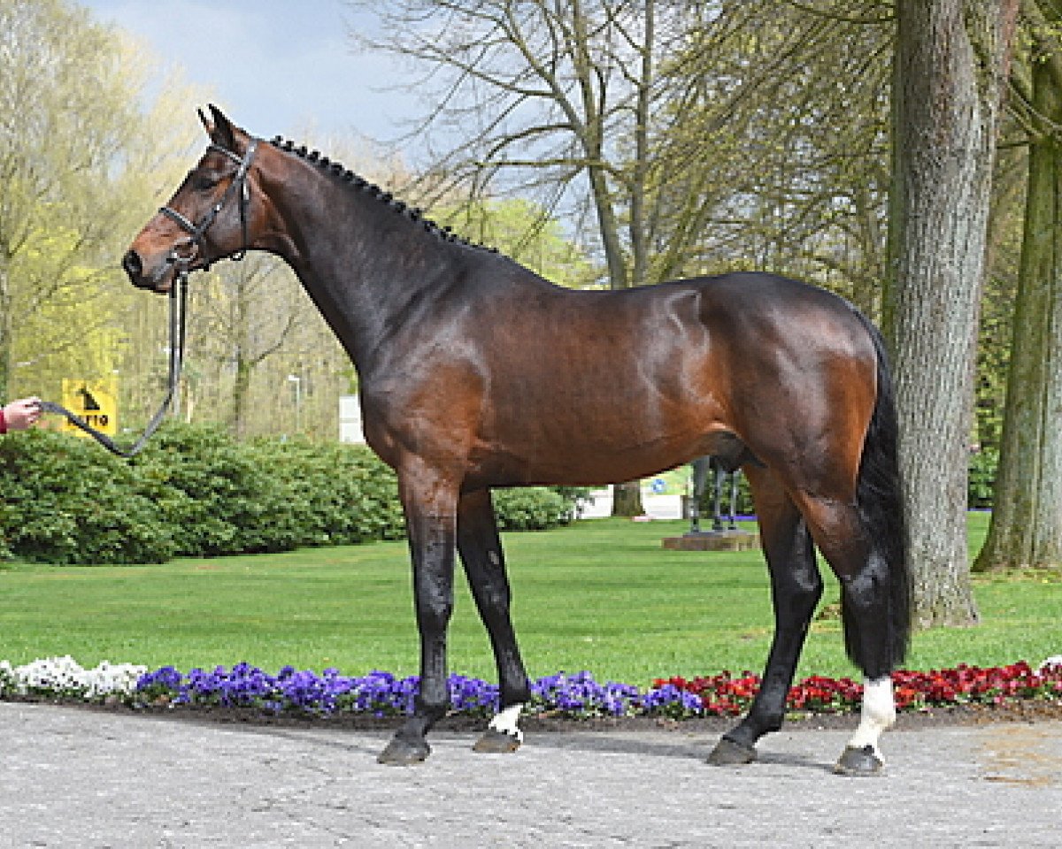 Deckhengst Adagio de Talma (Selle Français, 2010, von Lamm de Fétan)