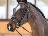 dressage horse Schick Paris BB (Oldenburg, 2013, from Sir Donnerhall I)