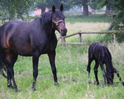 broodmare Wajomi (Oldenburg, 2006, from Welt Hit VI)