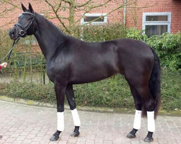 broodmare Help for Africa (Oldenburg, 2012, from Bretton Woods)