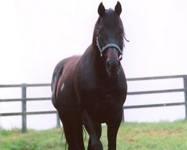 stallion Damister xx (Thoroughbred, 1982, from Mr. Prospector xx)