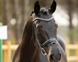 dressage horse Di Magic OLD (Oldenburg, 2007, from Dimaggio)