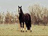 dressage horse Fürst Friedl (Austrian Warmblood, 2009, from Facetto)