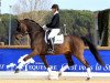 dressage horse Sir Rubinstein OLD (Oldenburg, 2005, from Sir Donnerhall I)