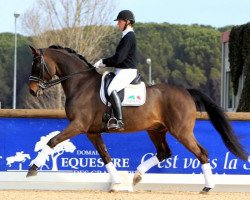 dressage horse Sir Rubinstein OLD (Oldenburg, 2005, from Sir Donnerhall I)