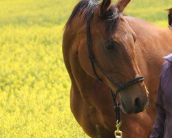 broodmare Naomi XIII ox (Arabian thoroughbred, 2000, from Vernisaj ox)