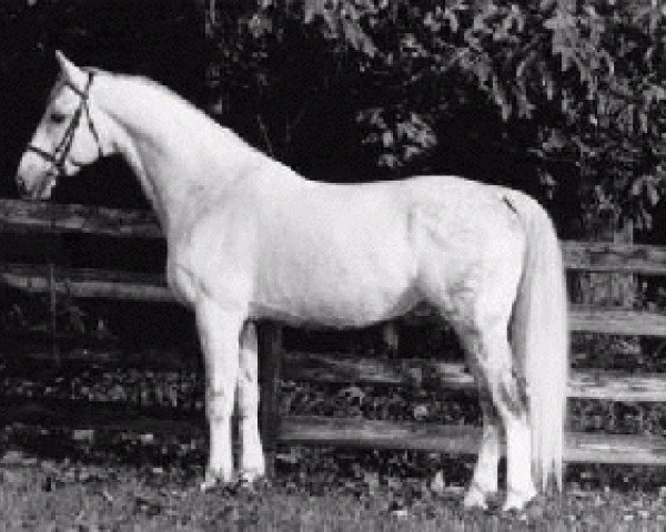 stallion Patrick (KWPN (Royal Dutch Sporthorse), 1974, from Jonkheer)
