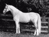 stallion Patrick (KWPN (Royal Dutch Sporthorse), 1974, from Jonkheer)