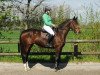 broodmare Calista 52 (Westphalian, 2012, from Cordobes I)