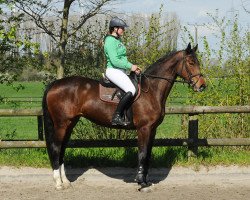 broodmare Calista 52 (Westphalian, 2012, from Cordobes I)