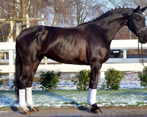 horse Romantika (Hanoverian, 2013, from Rotspon)