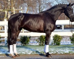 dressage horse Romantika (Hanoverian, 2013, from Rotspon)