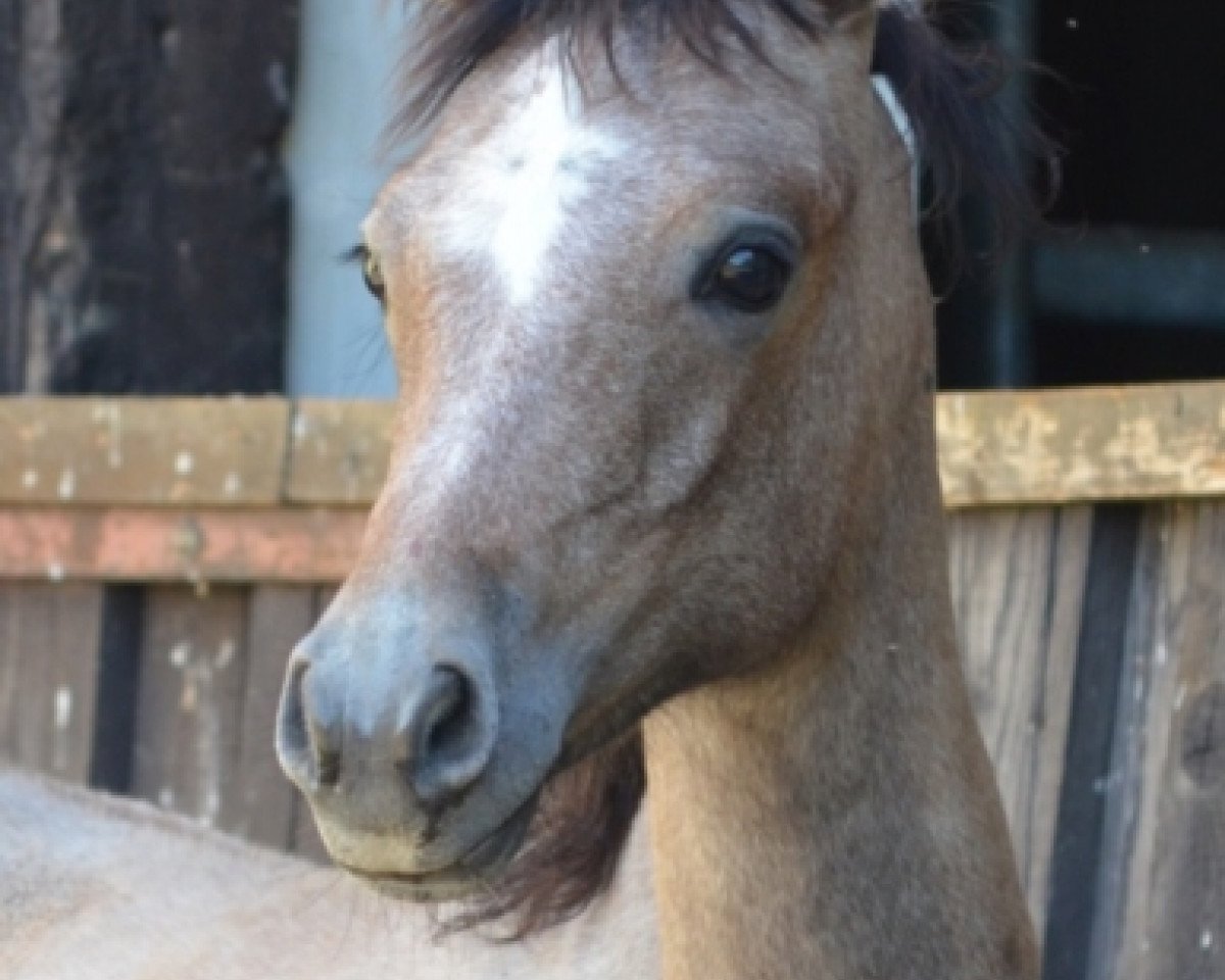 horse Peges Estrella Star ox   (Arabian purebred, 2016, from Pege Star ox)