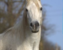 broodmare Estora ox (Arabian thoroughbred, 2005, from Emigrant ox)