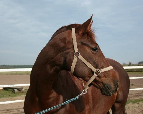 jumper Donna Rosaria 2 (German Sport Horse, 2003, from Don Rosario)