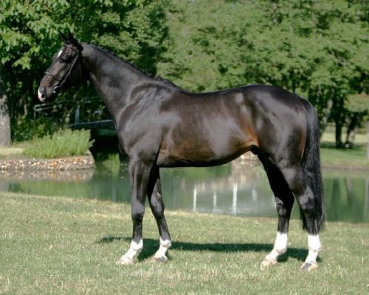 stallion Qlassic Bois Margot (Selle Français, 2004, from L'Arc de Triomphe)
