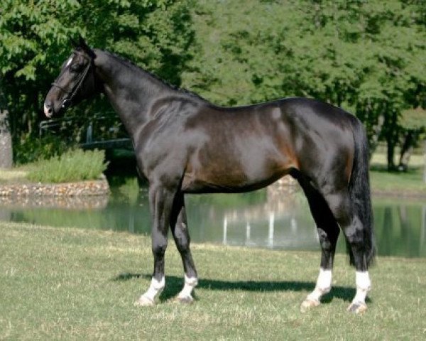 stallion Qlassic Bois Margot (Selle Français, 2004, from L'Arc de Triomphe)