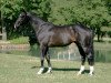 stallion Qlassic Bois Margot (Selle Français, 2004, from L'Arc de Triomphe)