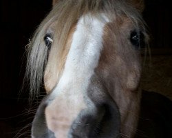 horse Arthos (Haflinger, 2000, from Almkönig)