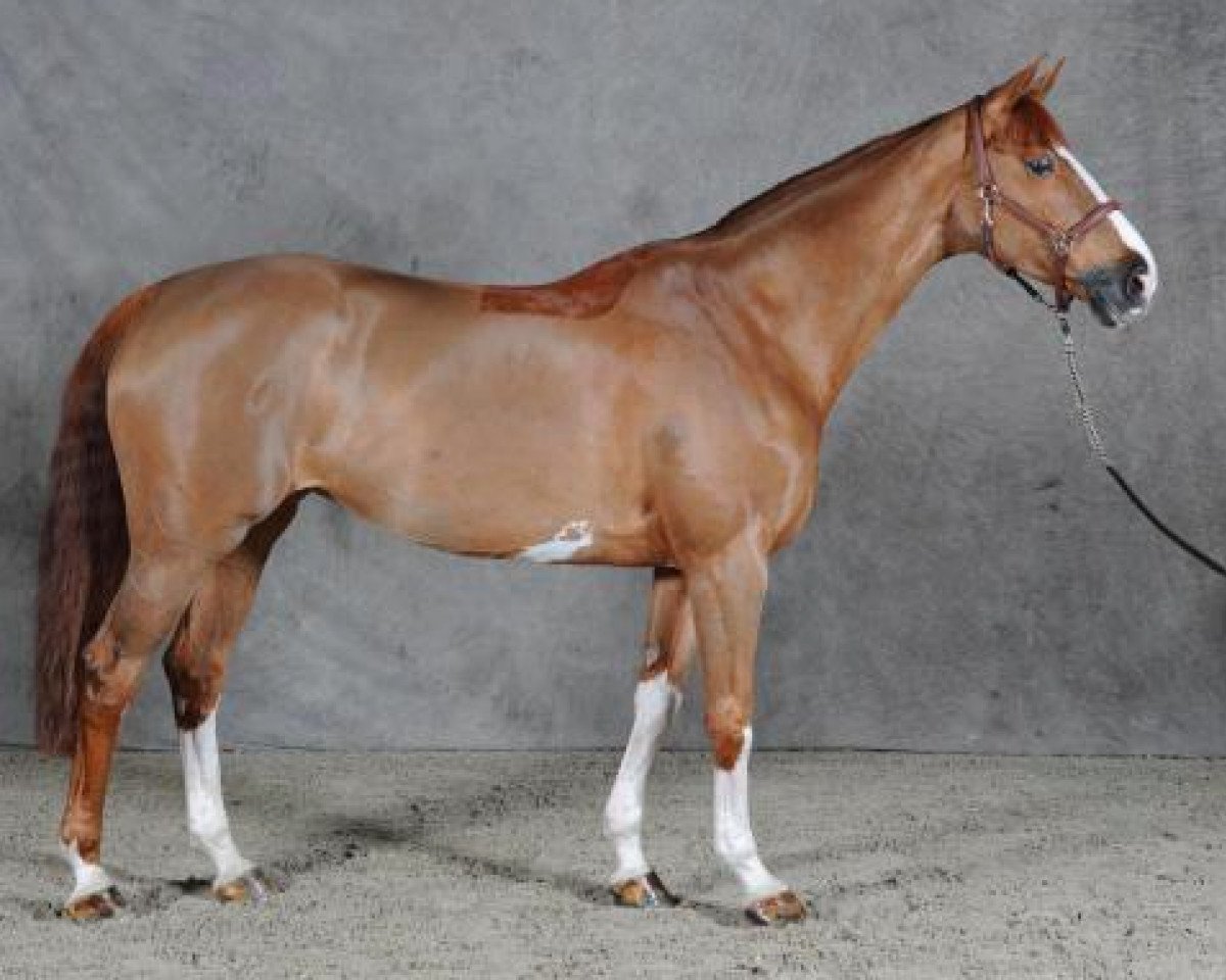 broodmare Klaire D'Honvault (Selle Français, 1998, from Clair de B'Neville)