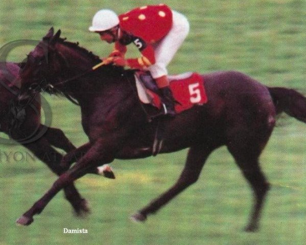 broodmare Damista xx (Thoroughbred, 1993, from Damister xx)