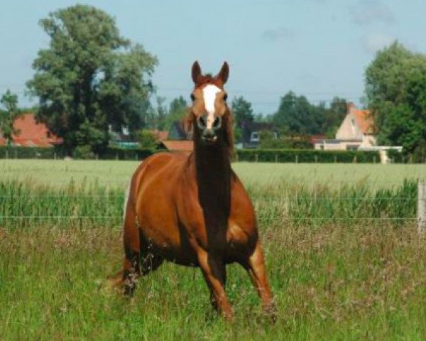 Zuchtstute Volverine Une Prince (Selle Français, 2009, von Heartbreaker)