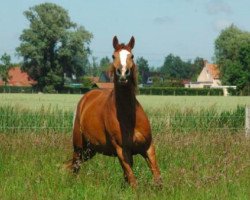 broodmare Volverine Une Prince (Selle Français, 2009, from Heartbreaker)