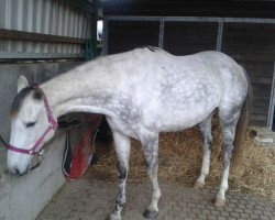 horse Kasa Keywa (Trakehner, 2004, from Red Patrick xx)