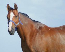 broodmare Katalyne d'Opal (Selle Français, 1998, from Vas Y Donc Longane)