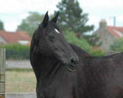 broodmare Galoue des Salines (Selle Français, 1993, from Galoubet A)