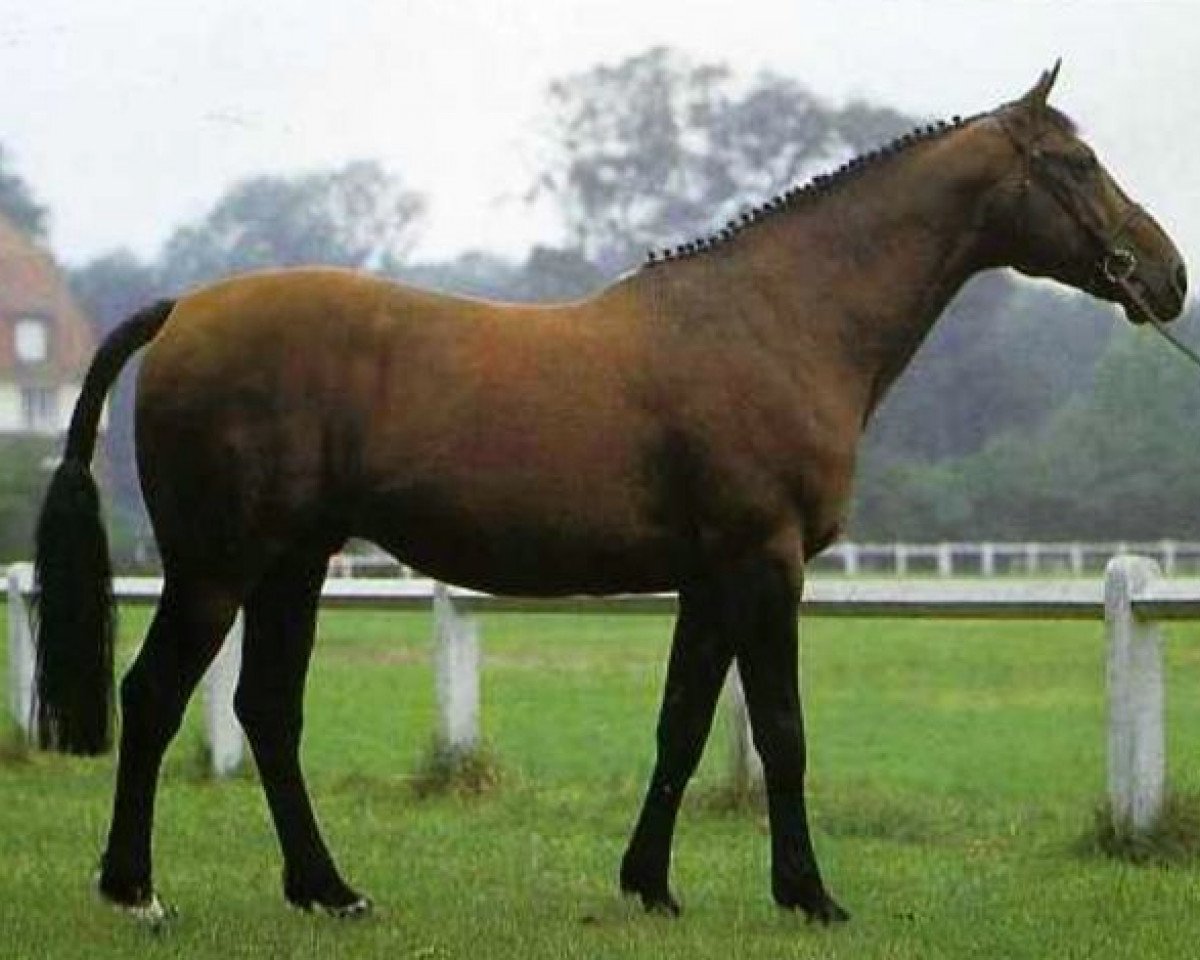stallion Grand D'Escla (Selle Français, 1972, from Alme)
