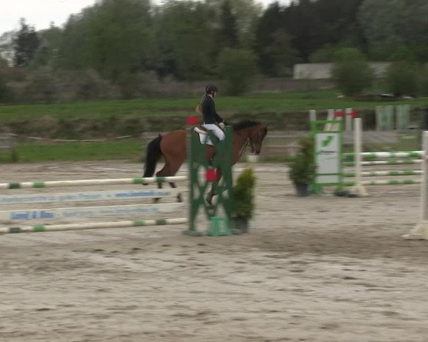 Reitturnier Schülp / Rendsburg 2019